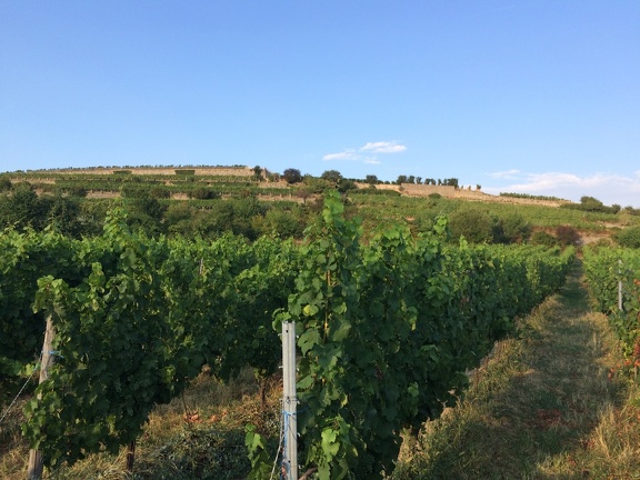 Bad Duerkheim Vineyards1